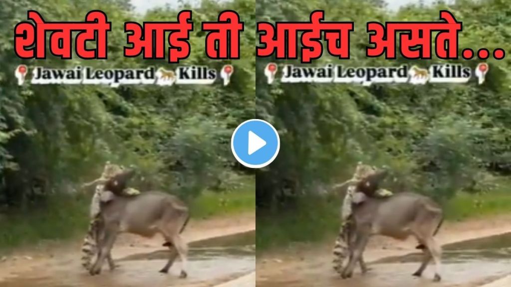 Leopard vs cow real footage