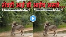 VIDEO: जिथं प्रेम असतं, तिथं भीती नाही, खतरनाक बिबट्यानं वासरावर हल्ला करताच गाय धावली वेगात, शेवट पाहून पाणावतील डोळे!