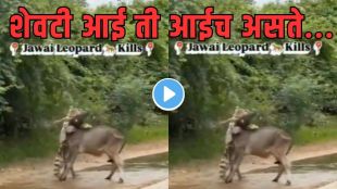 Leopard vs cow real footage