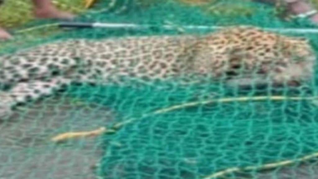 Leopard killed after train hits Konkan Railway near Kanakavali Wildlife accident in Maharashtra