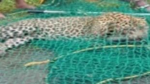 Leopard killed after train hits Konkan Railway near Kanakavali Wildlife accident in Maharashtra