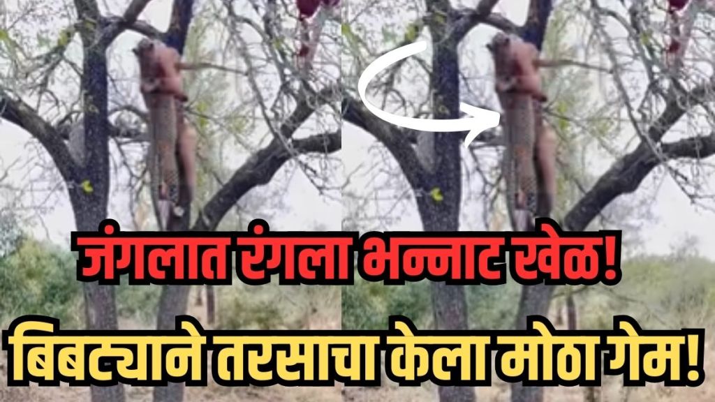 Leopard vs Hyena viral video