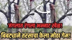 बिबट्याची शिकार झाडावरून खाली पडली, पुढच्या क्षणी तरस आला हिसकवायला; पण चपळ बिबट्याने केला अफलातून गेम, पाहा जंगलातील VIDEO