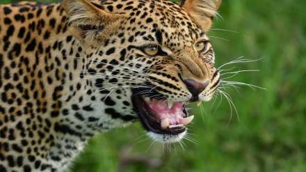leopard attacked on farmer died on the spot sitting in front of his farmhouse in Nagpur