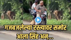 १७ सेकंदांच्या ‘या’ व्हिडीओने उडविली खळबळ; गजबजलेल्या रस्त्यावर अचानक सिंह आला समोर, एका धाडसी व्यक्तीनं काय केलं पाहा, Video व्हायरल