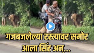 Lion on Road Gujarat