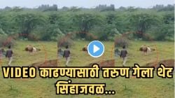 गुजरातमधील तरुण VIDEO काढण्यासाठी शिकार खात असलेल्या सिंहाजवळ गेला, पुढच्याच क्षणी जे झालं… VIDEO व्हायरल