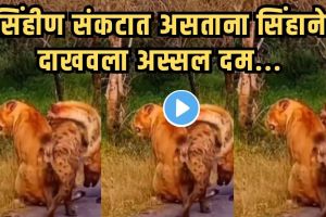 Hyenas vs Lion Viral Video
