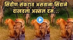 याला म्हणतात खरं प्रेम! एकट्या सिंहिणीवर तरसांनी हल्ला करताच सिंहाने उलटवला पूर्ण डाव; जंगलातील प्रेम कहाणीचा Video पाहून तुम्हीही थक्क व्हाल