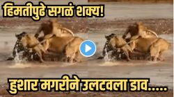 जंगलाचा ‘राजा’ही हरला हिमतीसमोर! सिंहांनी मगरीला घेरलं; पण मगरीनं खेळला असा डाव की, सेकंदांत बदललं रणांगण; Video पाहून व्हाल थक्क