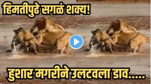 Crocodile vs lions fight
