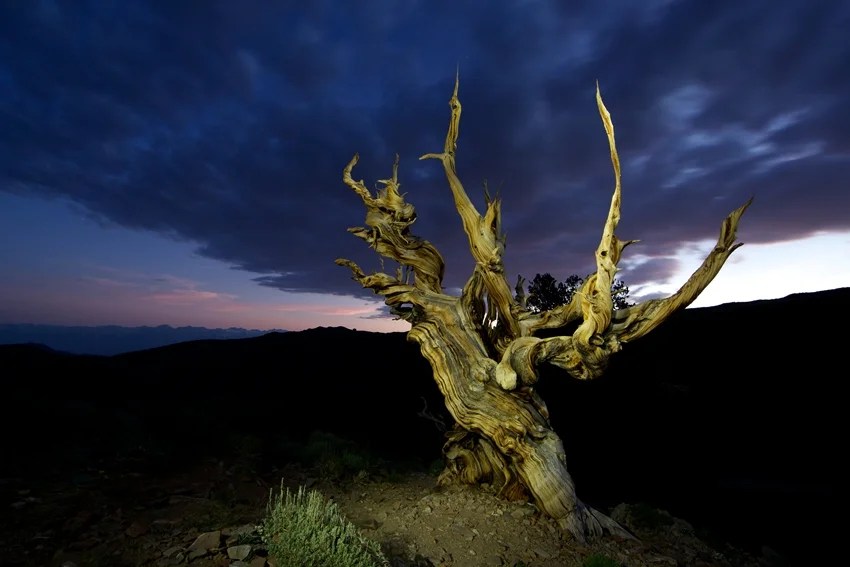 World’s oldest tree, Methuselah tree age