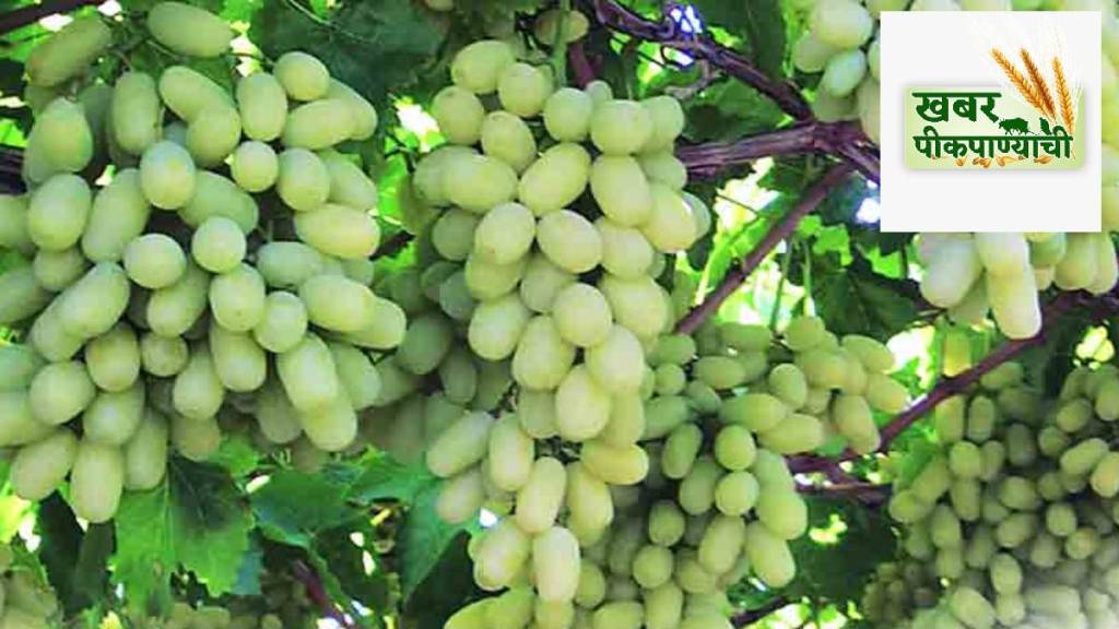Maharashtra State Grape Growers Associations annual meeting in Pune