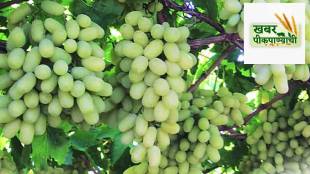 Maharashtra State Grape Growers Associations annual meeting in Pune