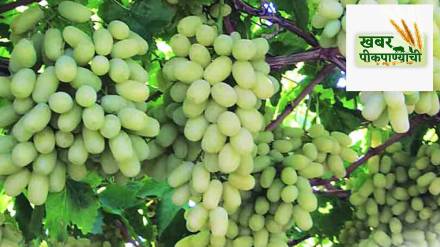 Maharashtra State Grape Growers Associations annual meeting in Pune
