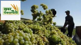 Maharashtra State Grape Growers Associations annual meeting in Pune