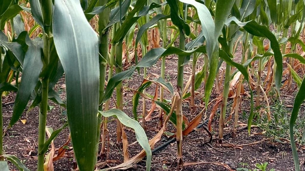 Maize blight spreads in Jalgaon farmers fear heavy crop loss maize cultivation in Jalgaon district