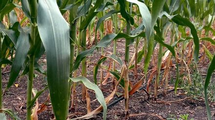 Maize blight spreads in Jalgaon farmers fear heavy crop loss maize cultivation in Jalgaon district