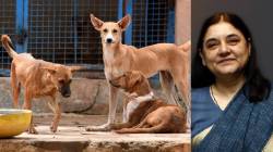 Stray Dogs : मनेका गांधींचं वक्तव्य; “सर्वोच्च न्यायालयाने भटक्या कुत्र्यांबाबत दिलेला निर्णय योग्यच, पण आक्रमक श्वान ही व्याख्या कशी करणार?”