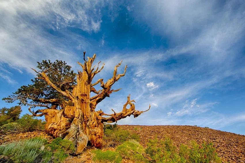 World’s oldest tree, Methuselah tree age