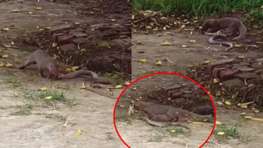 Mongoose Attack Snake shocking Video Viral