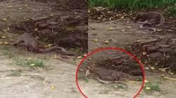 चवताळलेल्या मुंगूसाने सापाचा फणा जबड्यात पकडला, फिरवला, फिरवत फरपटत नेलं अन्…; पाहा धडकी भरवणारा VIDEO