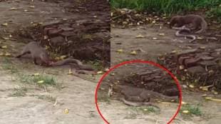 Mongoose Attack Snake shocking Video Viral