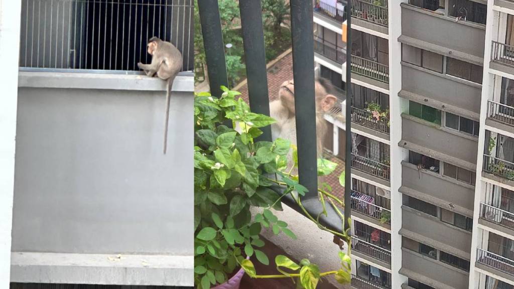 Monkeys roam in a housing complex in Virar