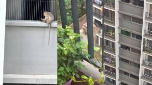 Monkeys roam in a housing complex in Virar