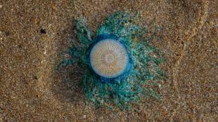 Jellyfish Stingray Girgaum Chowpatty Safety Measure Alert