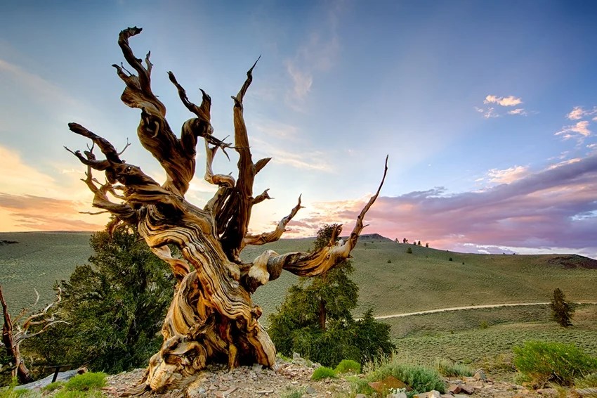World’s oldest tree, Methuselah tree age