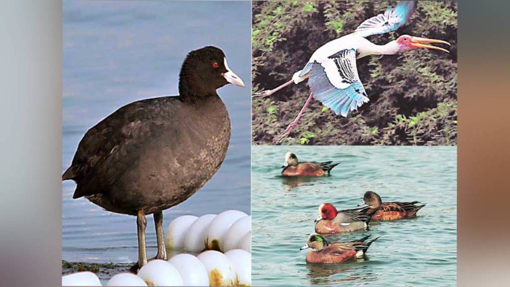 More than six thousand birds recorded in Nandurmadhyameshwar Sanctuary