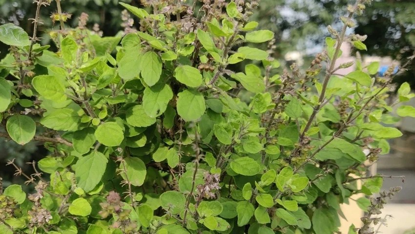 Heart health herbs, Ayurvedic herbs for heart, Natural remedies for heart health