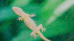 home remedies to keep lizards