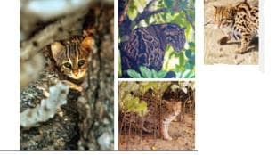 Nine species of small wild cats