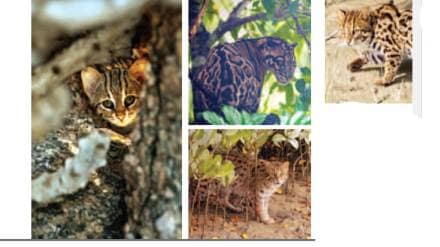 Nine species of small wild cats