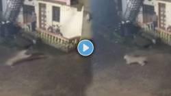VIDEO: बिबट्याने मानवी वस्तीत शिरून हुशारीने केला श्वानावर हल्ला; घटना पाहून उडेल थरकाप