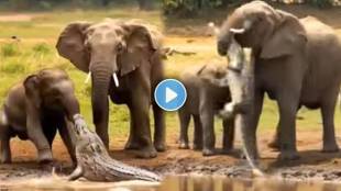 Viral Video mother elephant kill crocodile