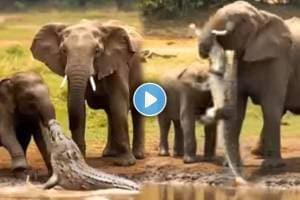 Viral Video mother elephant kill crocodile
