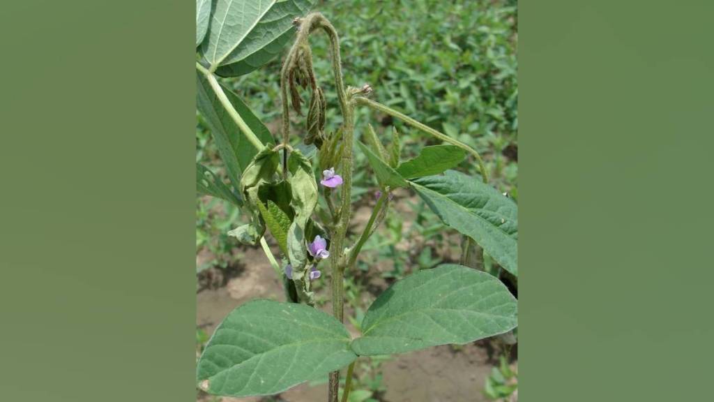 Vidarbha stem borers and leafhoppers on soybean crops