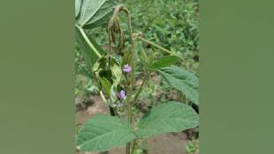 Vidarbha stem borers and leafhoppers on soybean crops