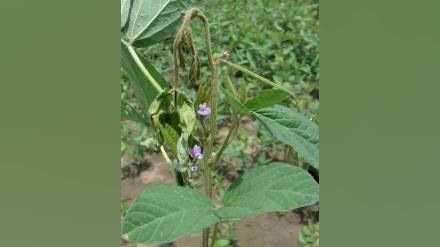 Vidarbha stem borers and leafhoppers on soybean crops