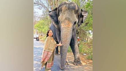 Mahadevi elephant return, Nandani Math elephant issue, Kolhapur political unrest, Maharashtra elephant protests, western Maharashtra politics, elephant rights campaign, political protests Kolhapur,