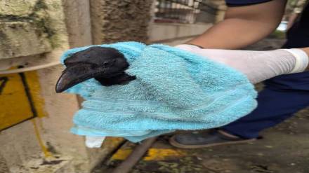 50 birds died in ghodbunder tree pruning in ritu enclave housing complex bird lovers groups take strong stand after incident