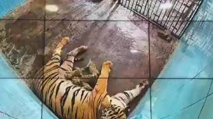 tigress given birth to six cubs