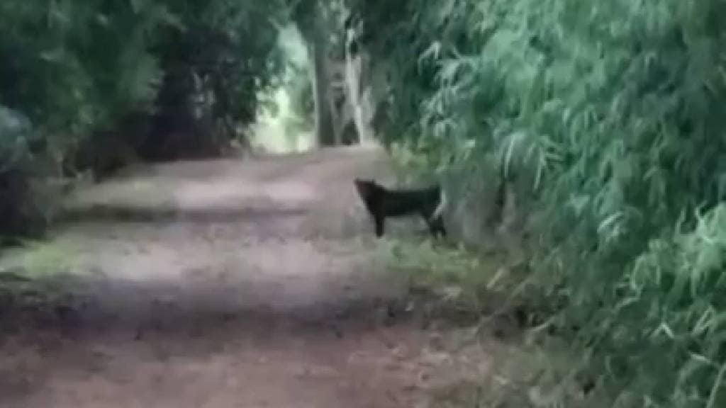 Wildlife photographer captured rare black leopard in navegaon nagzira tiger reserve