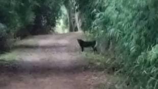 Wildlife photographer captured rare black leopard in navegaon nagzira tiger reserve