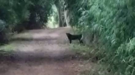 Wildlife photographer captured rare black leopard in navegaon nagzira tiger reserve