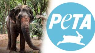 Kolhapur Mahadevi elephant vantara peta