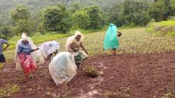 नाचणीचे गाव कुसुंबीत, यंदा नाचणीची विक्रमी लागवड